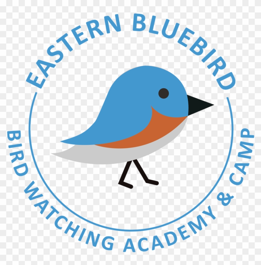 Eastern Bluebird - Université Libre De Bruxelles #1725614