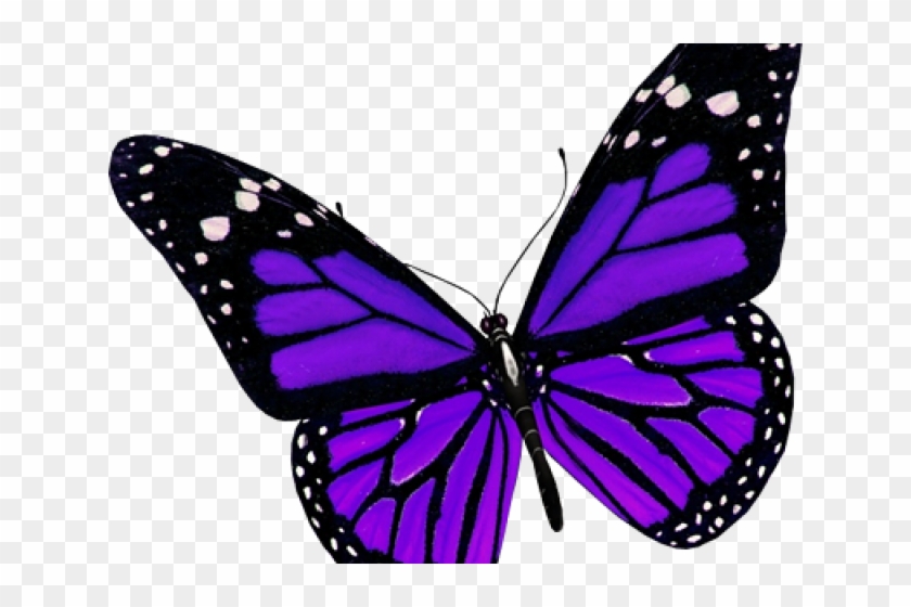 Rainbow Butterfly Clipart Spring - Purple Butterfly Transparent Background #1725814