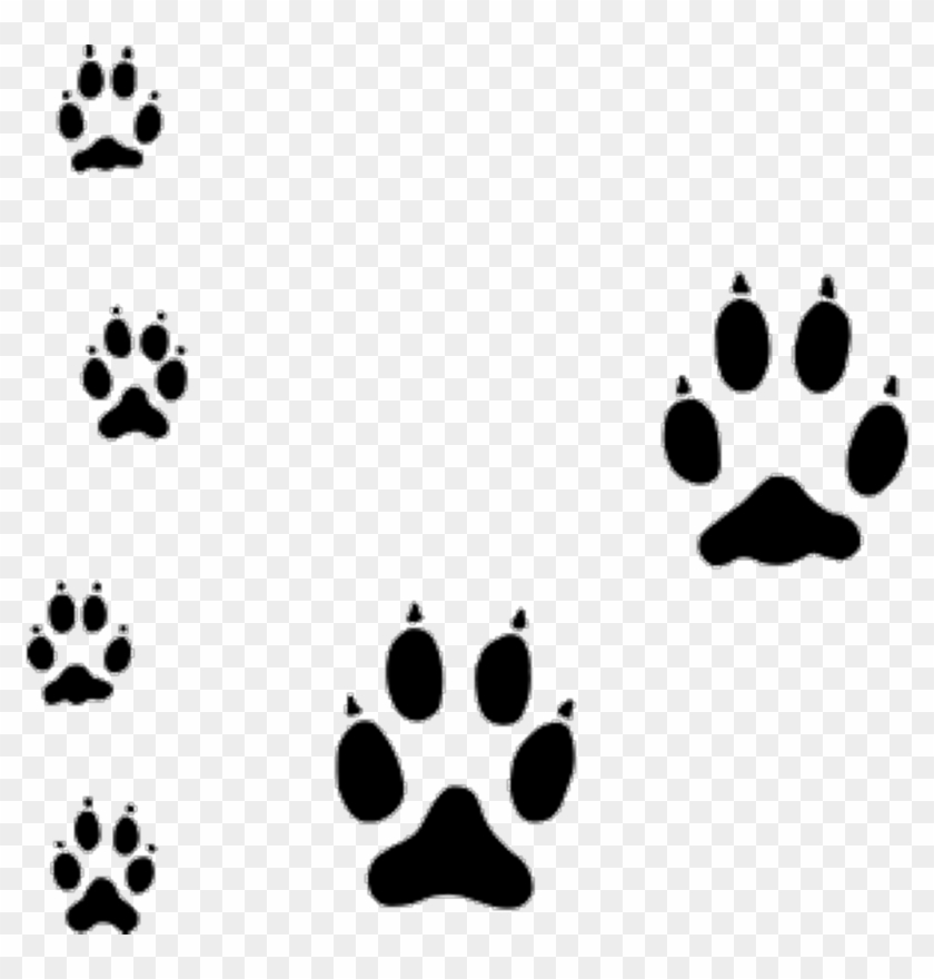 #freetoedit #coyote #paws #tracks #silhouette - Dog Paw Tracks #1726233