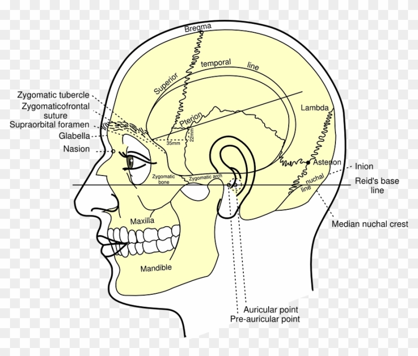 Skull Diagram Head - Diagram Of Human Head #1726240