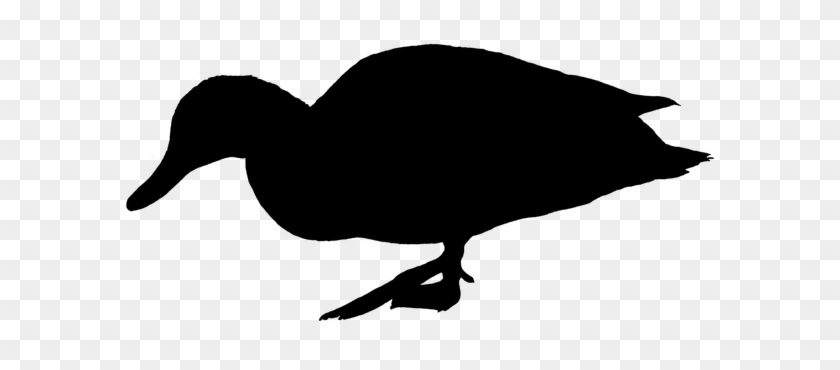 Duck, Water Bird, Silhouette, Black - Duck #1726322