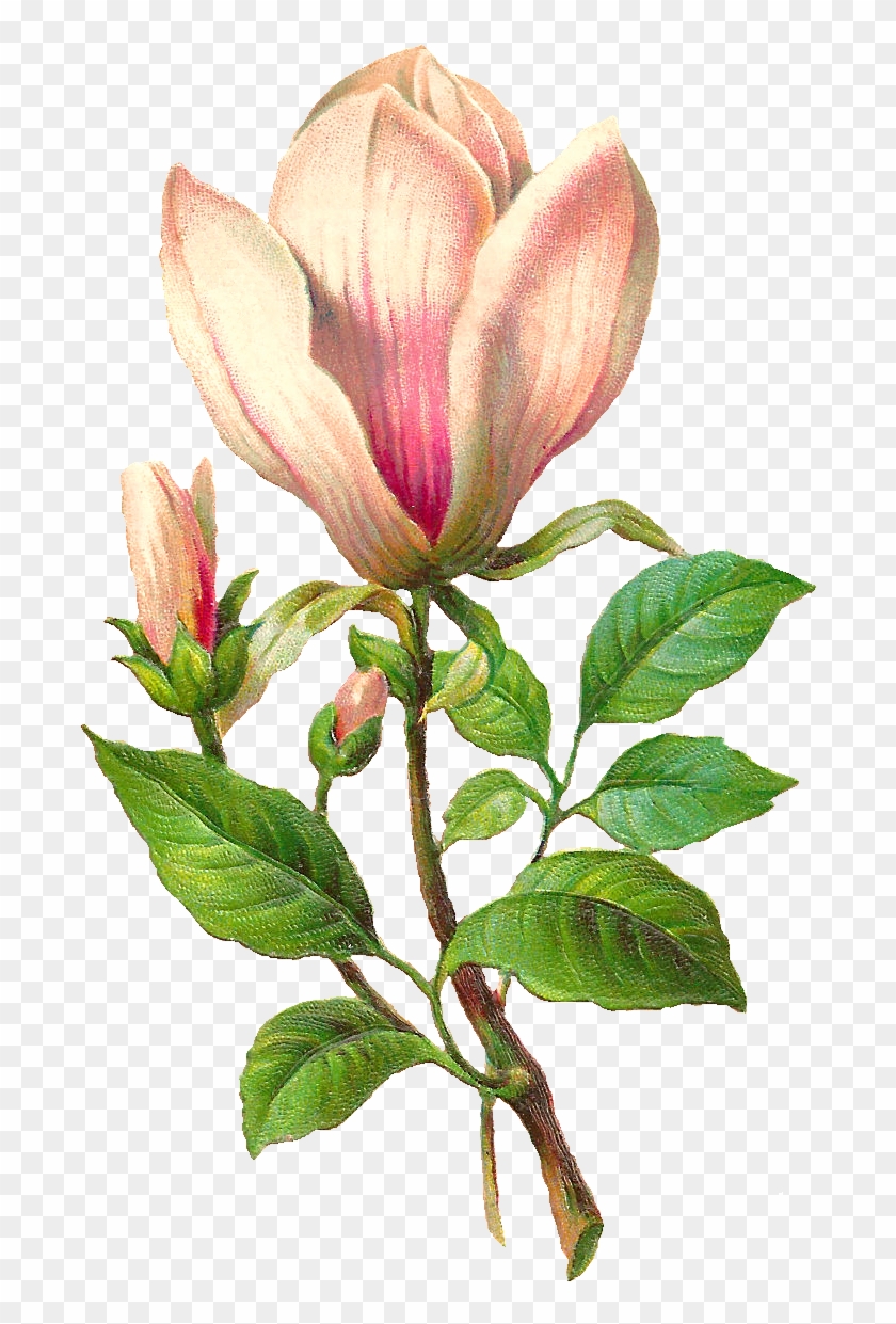Antique Images - Botanical Illustration #1726683