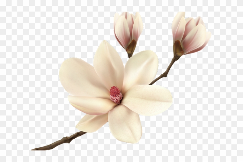 White Flower Clipart Magnolia - Magnolia Flower #1726684