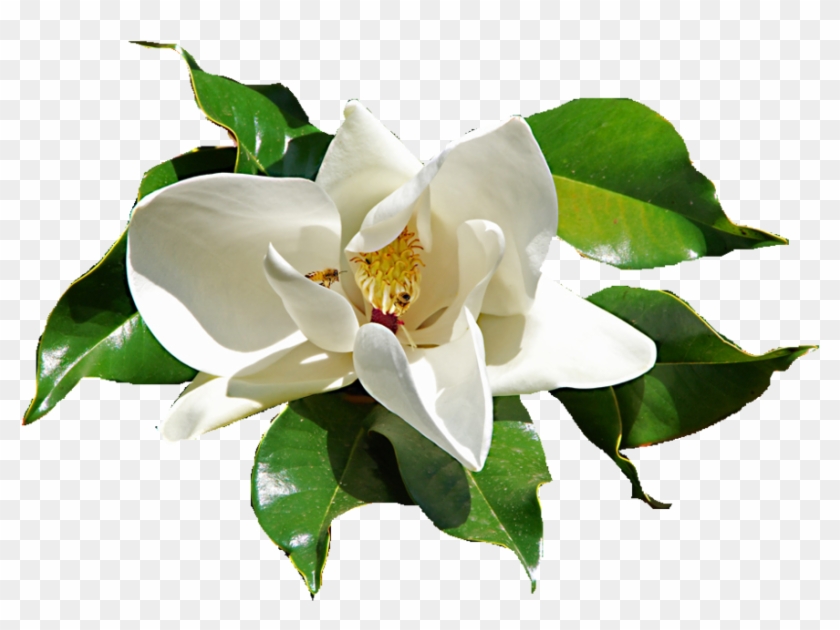 Library Sacred Blossoms Daphne Ⓒ - Gardenia Flower Png #1726688