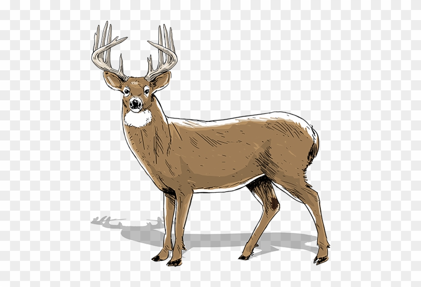 White Tailed Deer Clipart Big Buck - 3 1 2 Year Old Deer #1727388