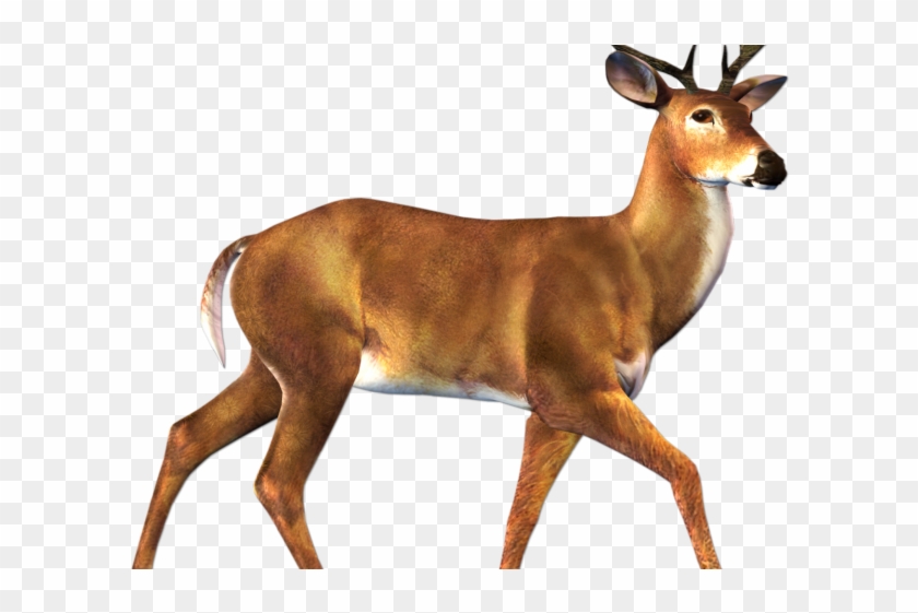 Buck Clipart Transparent - Deer Animal Clipart #1727391