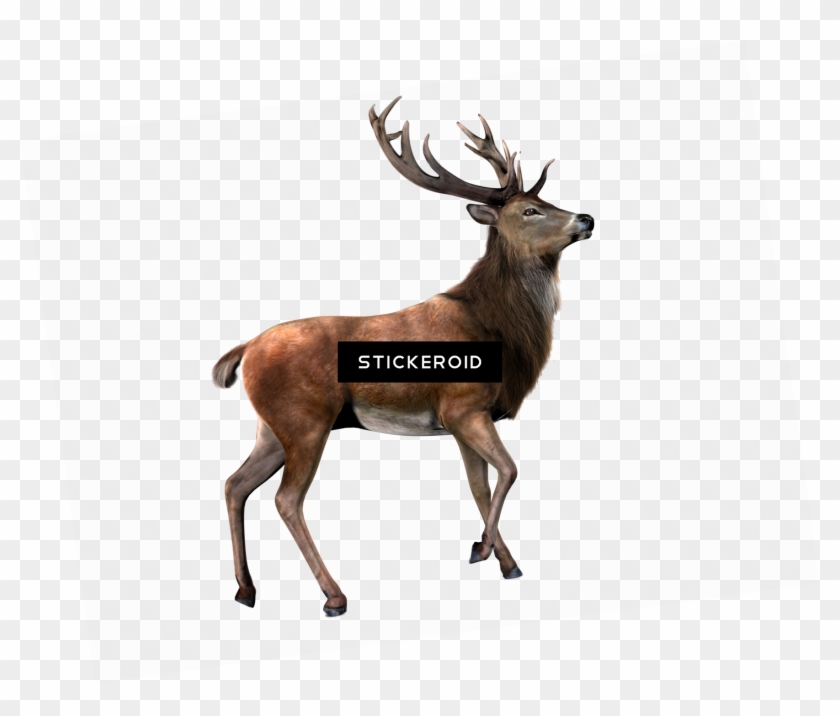 With Background Png Transparent Background - Transparent Background Png Animals #1727399