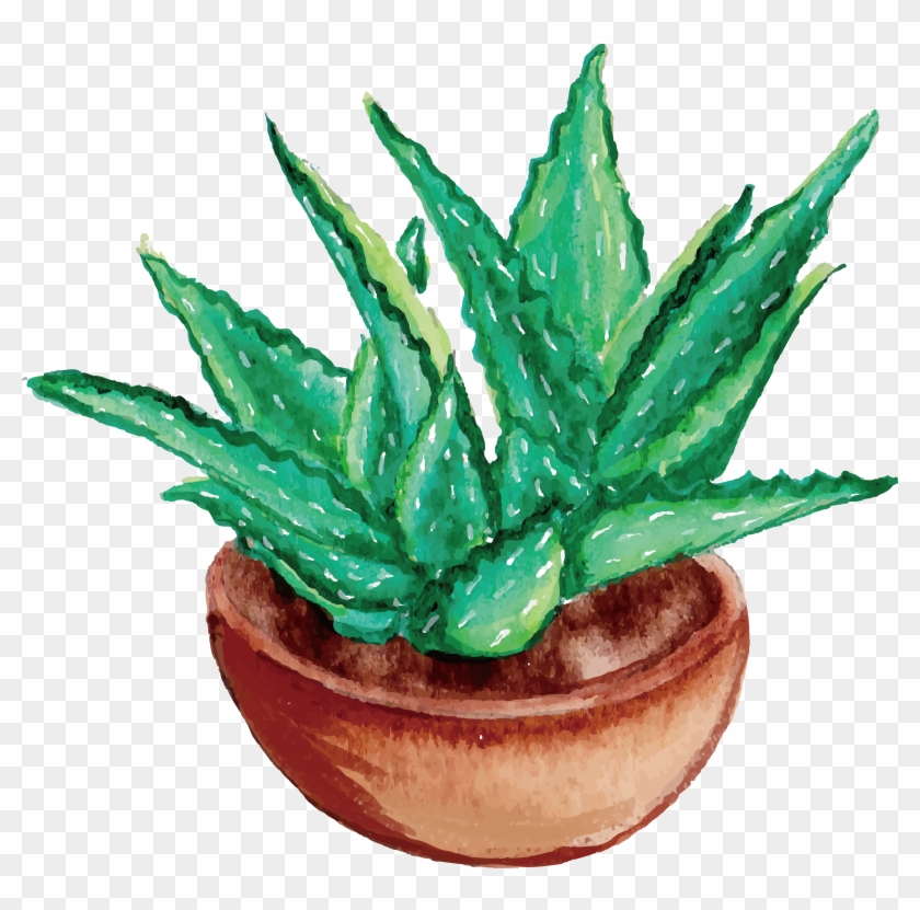 3525 X 3321 9 - Aloe Vera Plant Drawing #1727846