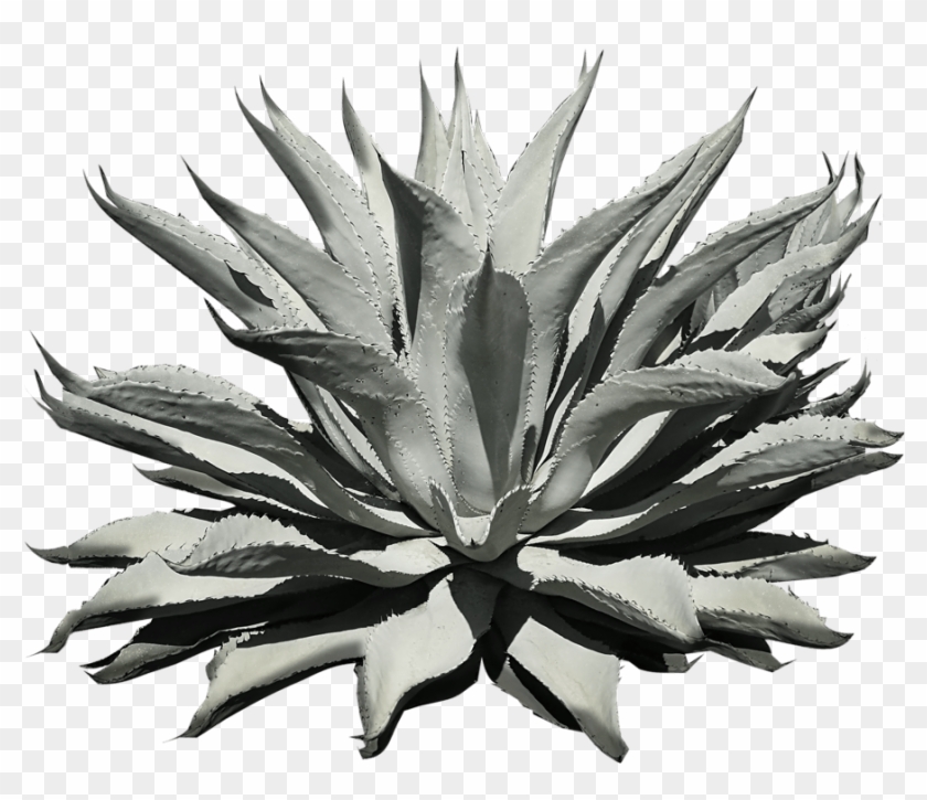 Agave Azul #1727849