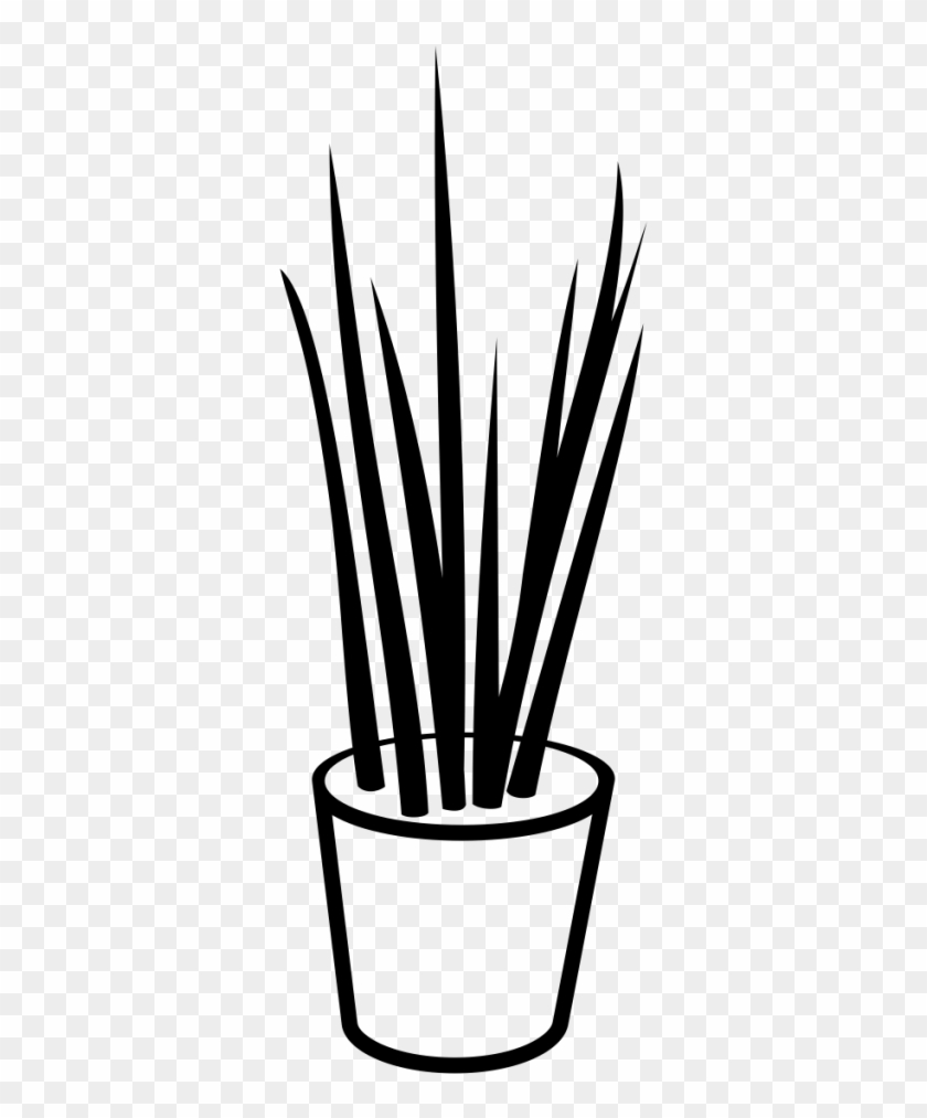 Sansevieria - Flowerpot #1727857