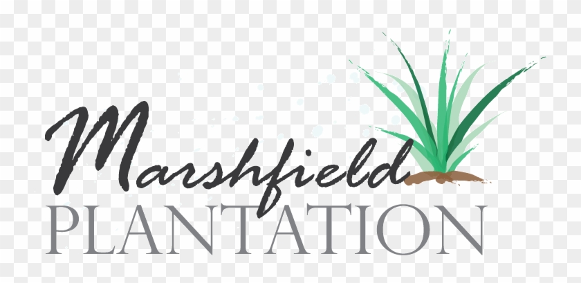 Marshfield Plantation In Johns Island, Sc, New Homes - Marshfield Plantation In Johns Island, Sc, New Homes #1727860