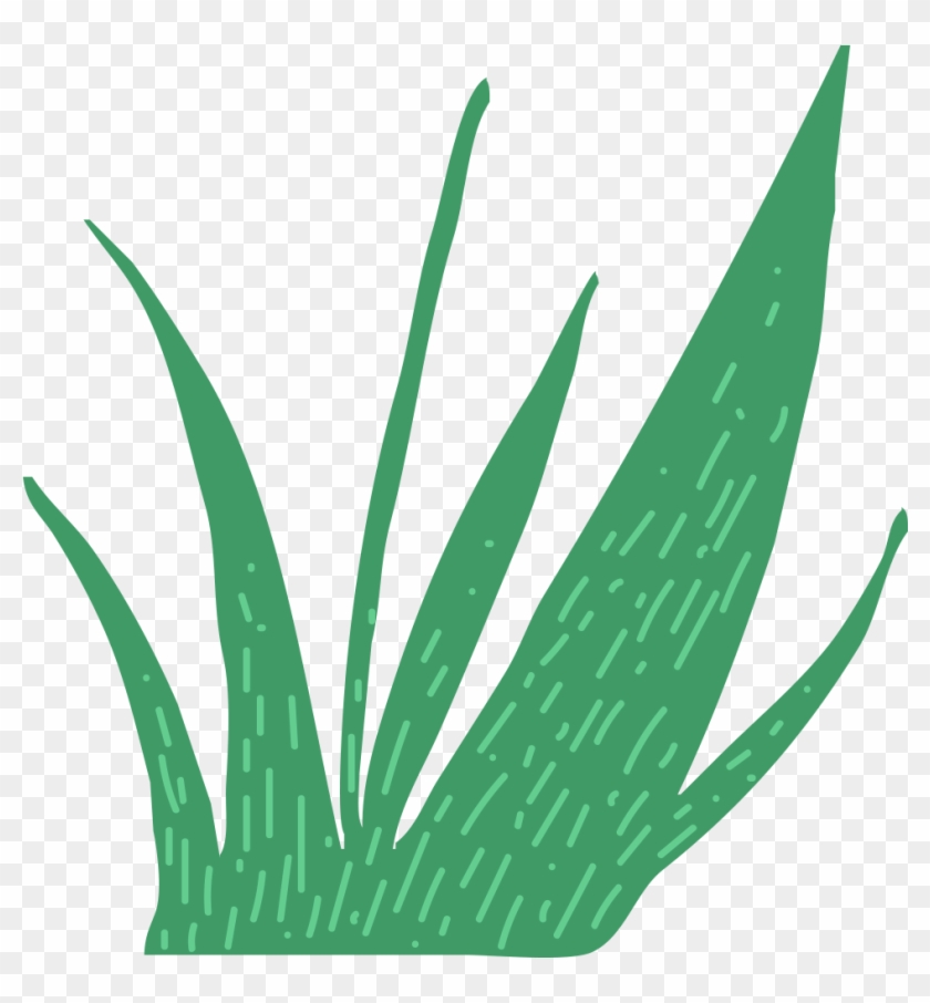 This Is A Sticker Of Grass - Agave Azul #1727865
