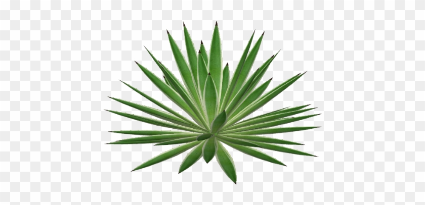 Agave Png - Herbaceous Plant #1727869