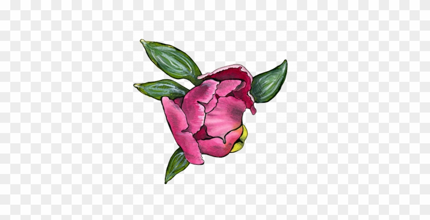 Peony Blossom - Japanese Camellia #1727972