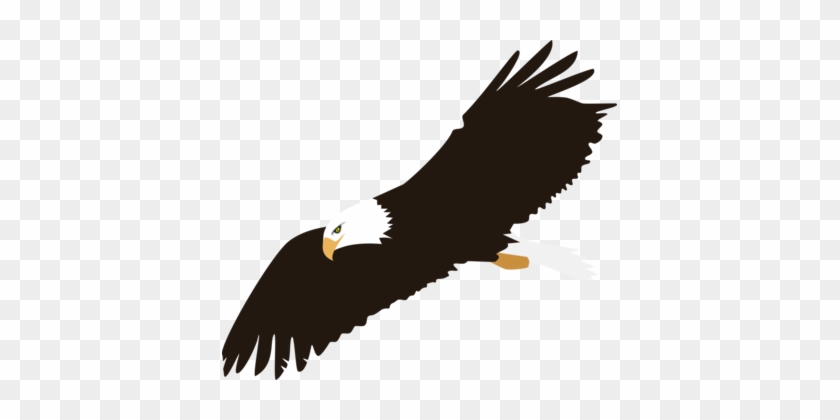Bald Eagle Harpy Eagle Download - Eagle With White Background #1728021