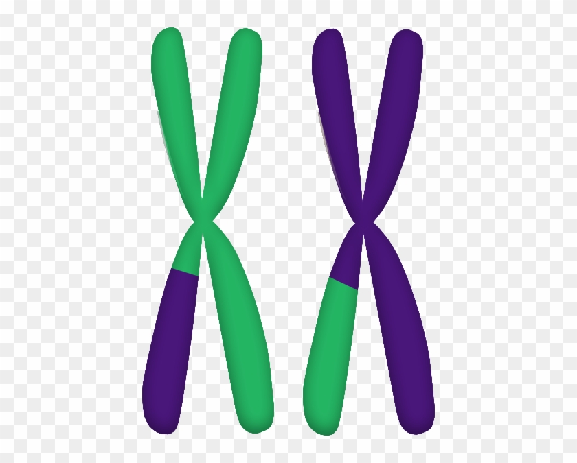 During Prophase I, Parts Of The Chromosomes "cross - During Prophase I, Parts Of The Chromosomes "cross #1728432
