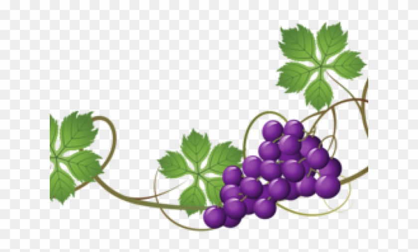 Vineyard Clipart Grape Cluster - Grape Vines Png #1728433