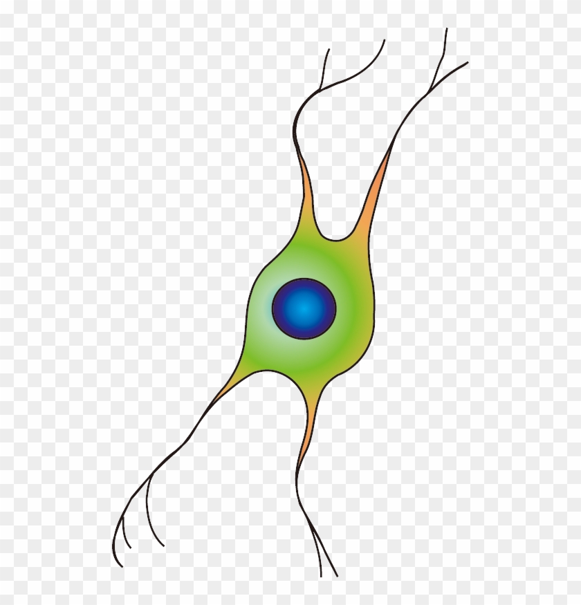 201102 Oligodendrocyte - - Oligodendrocyte Png - Free Transparent PNG ...