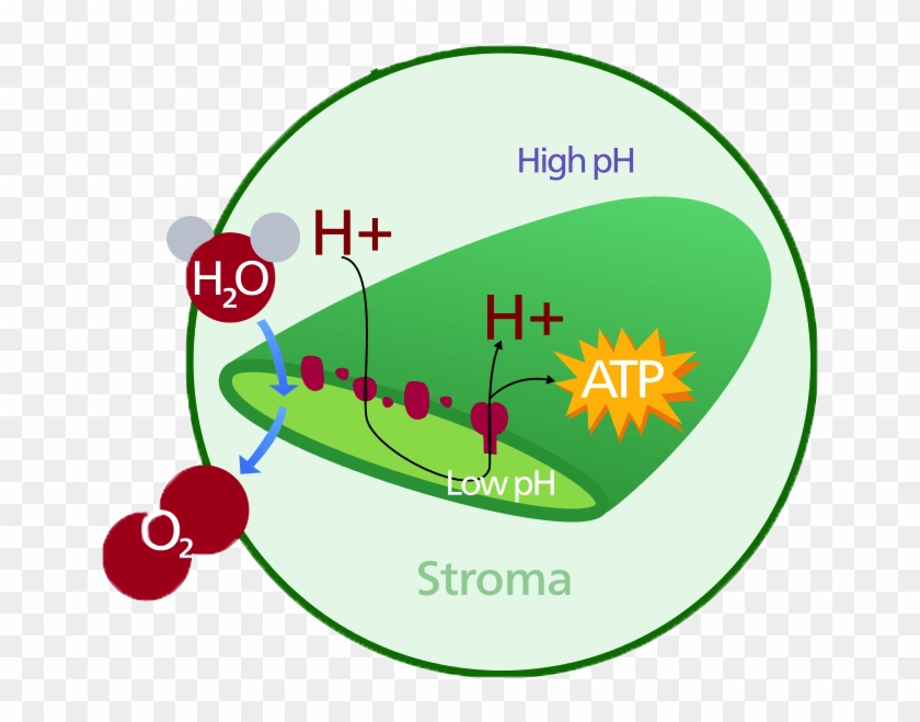 Chloroplast Diagram Chlorophyll - Chloroplast Located In A Plant #1728935