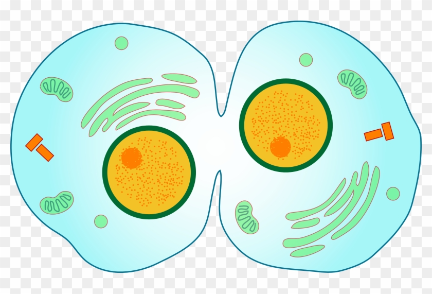 Mitosis Cytokinesis #1729504