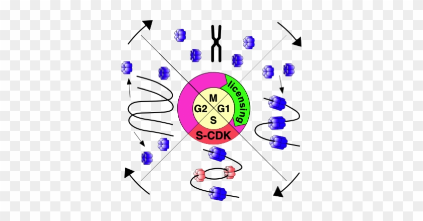 In Order For Cell Division To Produce Two Daughter - Circle #1729506