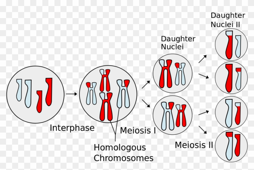 Science Visualized Meiosis And Mitosis-the Sphere By - Number Of Chromosomes In Meiosis #1729515