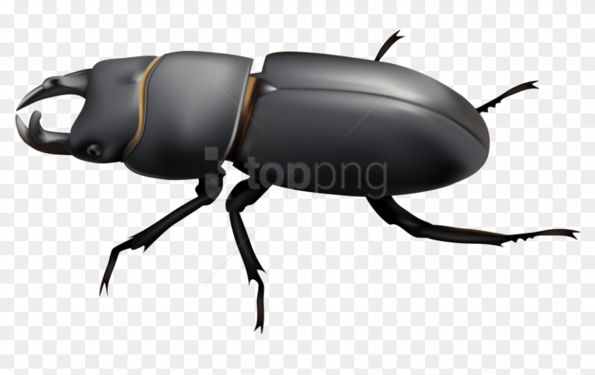 Free Png Download Beetle Clipart Png Photo Png Images - Beetle Clipart Png #1729808