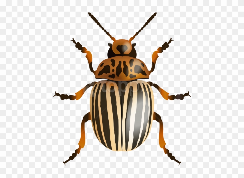 Free Png Download Beetle Image Clipart Png Photo Png - Leaf Beetle #1729844