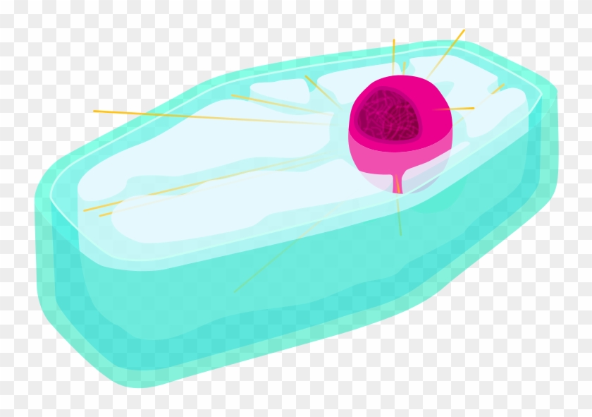 Plant Cell S Phase And Second Gap - Diagram #1730204