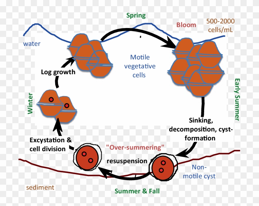 3 A Schematic Representation Of The Annual Cycle Of - Peridinium Life Cycle #1730209