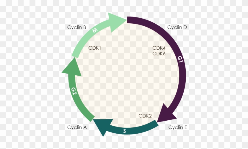 Cdk 4/6 And Cell Proliferation - Cell Cycle Cdk6 #1730211
