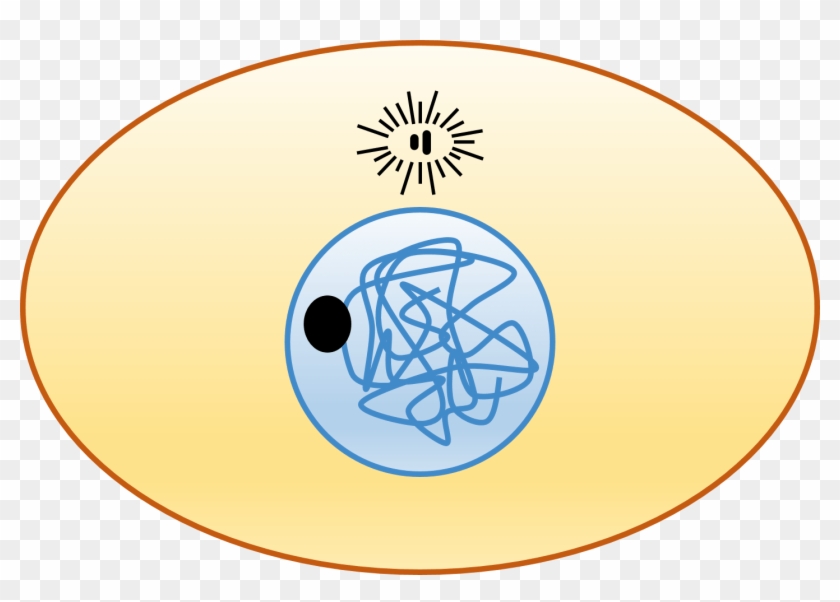 Animal Cell - Cell Cycle - Circle #1730221