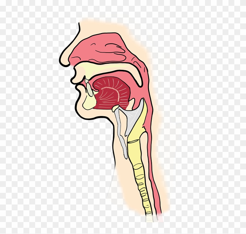 The Larynx, The Pharynx, Anatomy, Human, Mouth - Laringe #1730670