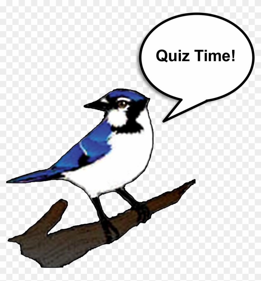 Test Your Knowledge - Blue Jay Vector Png #1730764