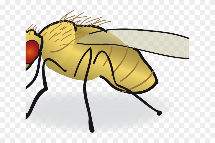 Fly Clipart Drosophila Melanogaster - Fruit Fly Drawing #1731446