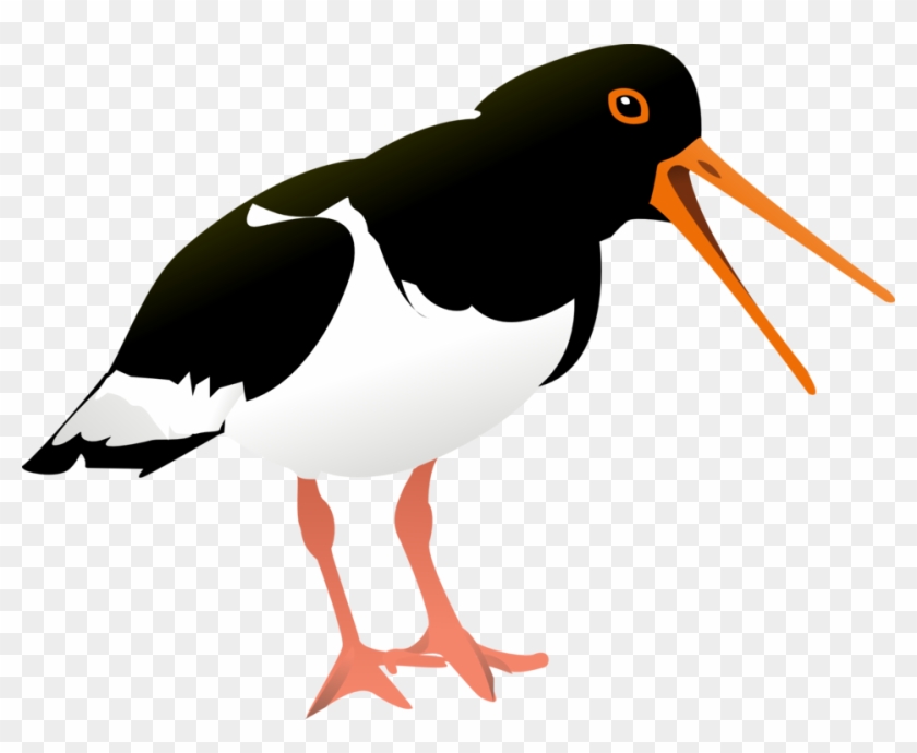 Oyster Catcher - Oystercatcher Clipart #1731464