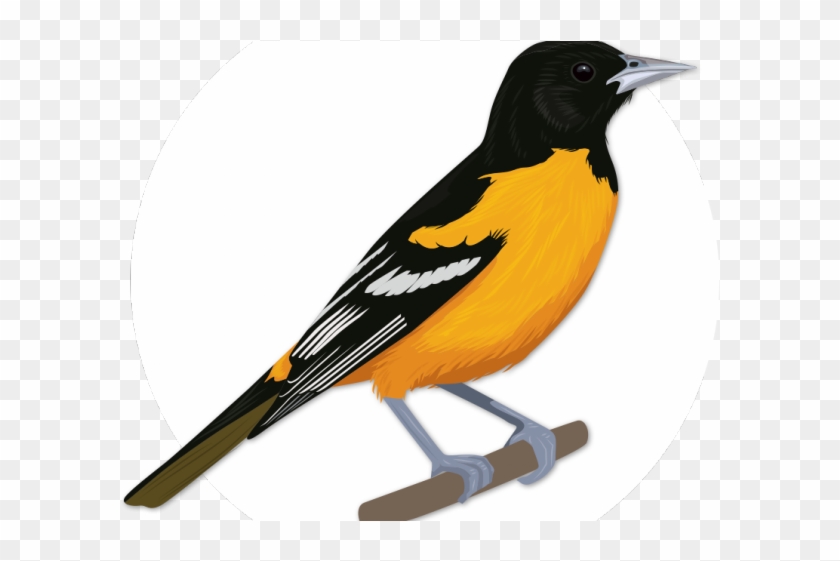 Theodore Roosevelt Clipart Bird - Oriole #1731882