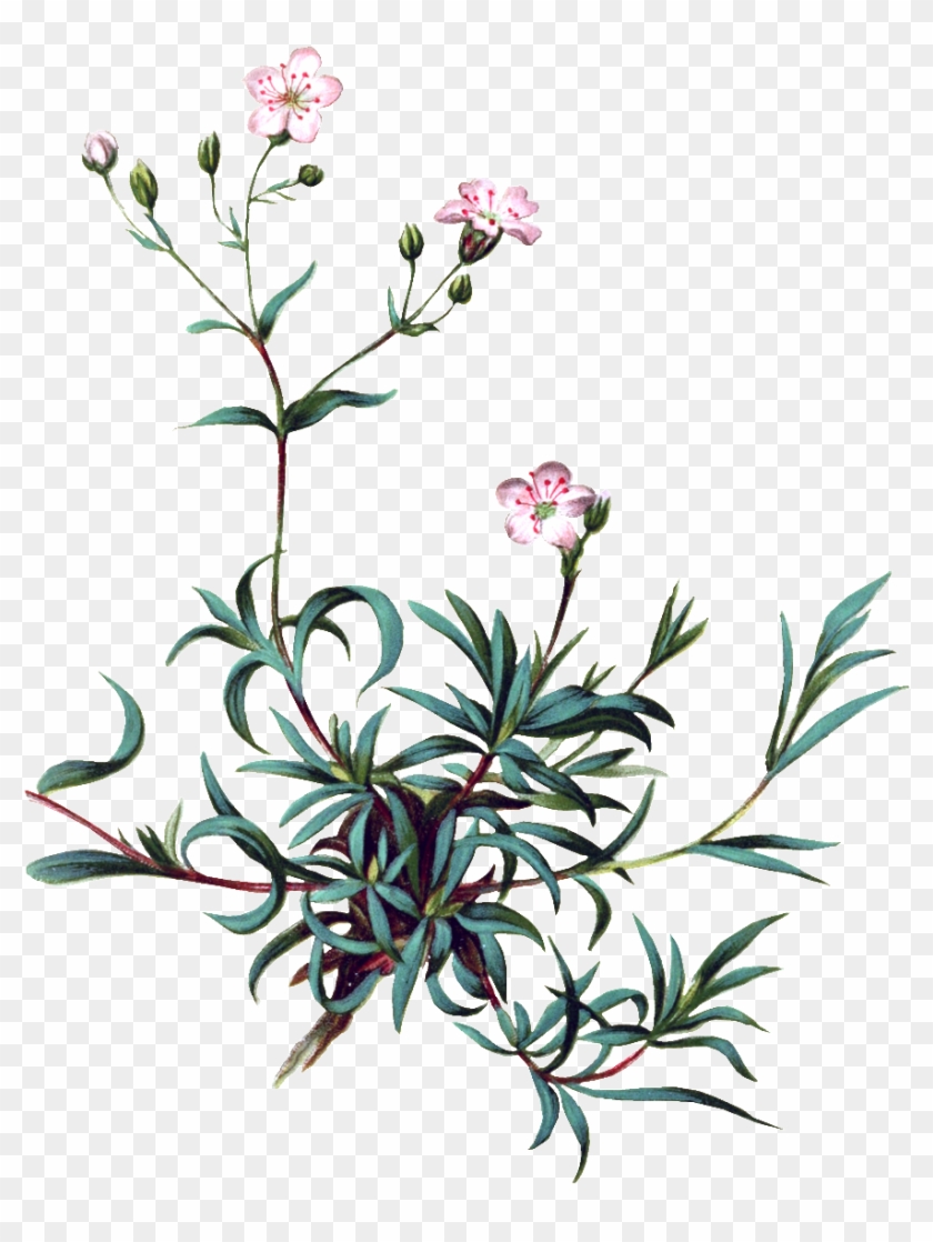 Pintado A Mano De Vivid Flor Planta Flores Png Transparente - Baby's Breath Botanical Illustration #1732282