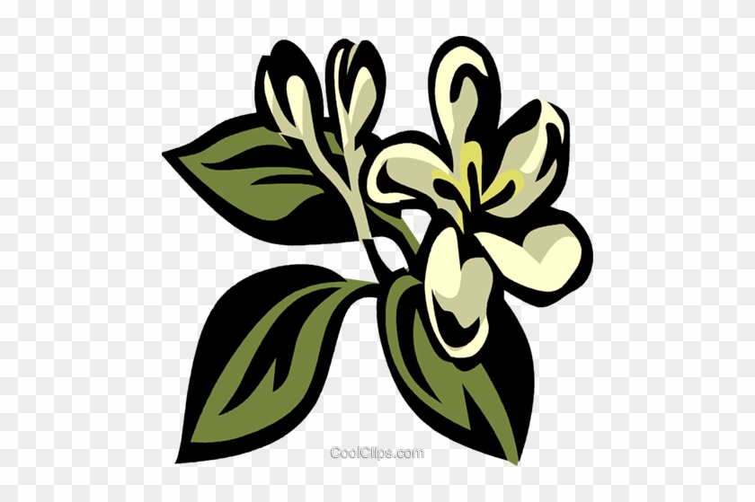 Honeysuckle Royalty Free Vector Clip Art Illustration - Honeysuckle Royalty Free Vector Clip Art Illustration #1732303