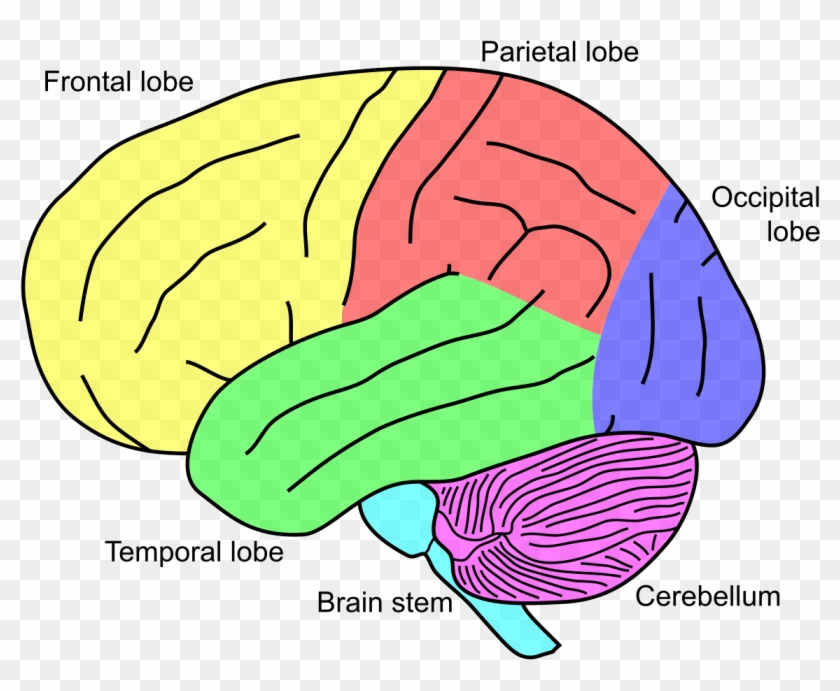 Cerebellum On Brain #1732347