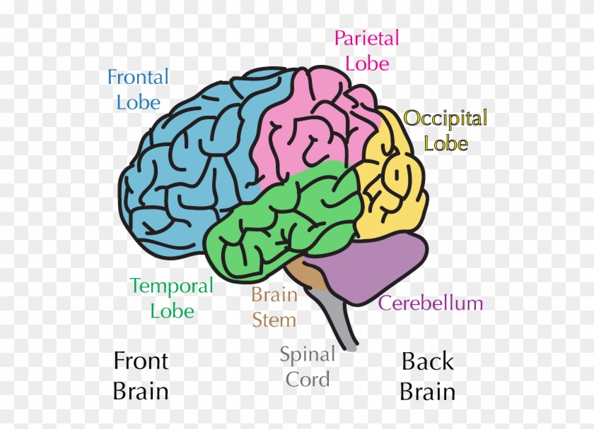 Awesome Online Course On Brain Health - Parts Of The Brain Transparent #1732352
