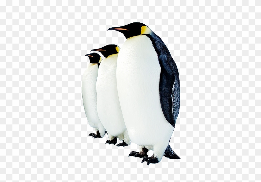 Collection Clipart Png Penguin Image - Animals Found In Polar Regions #262706