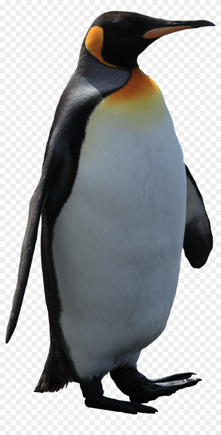 Penguin - Attack On Titan Penguin #262746