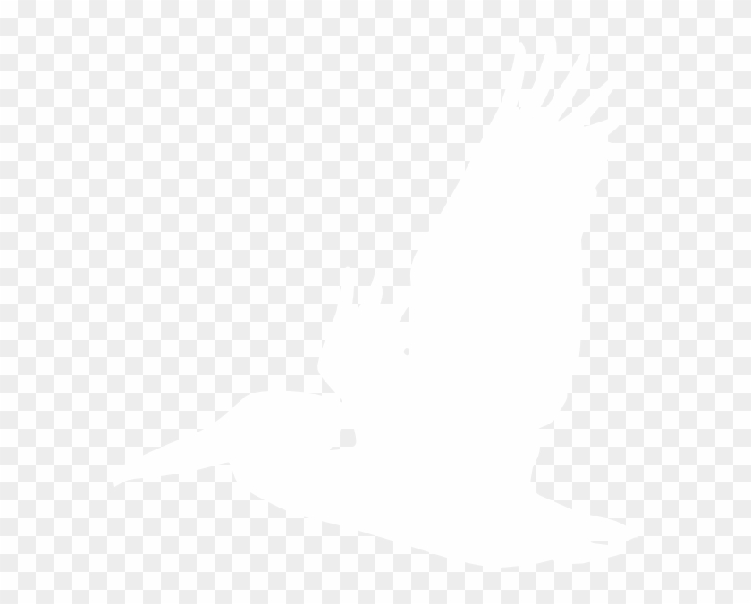 American White Pelican Diagram #262950