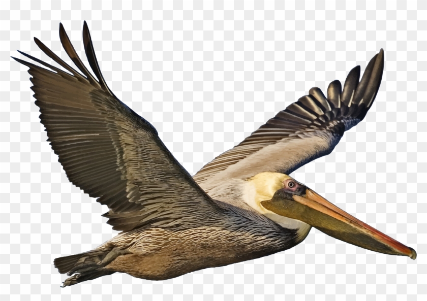Pelican In Flight - Brown Pelican In Flight #262951