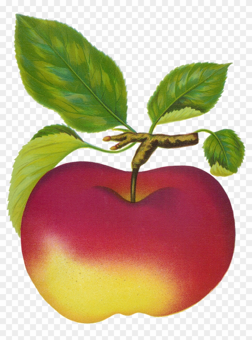 Apple Clip Art - Fruit Clip Art #263263