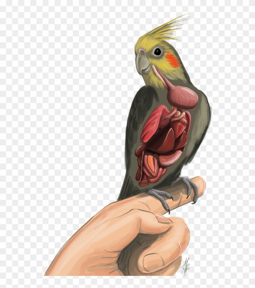 Anatomy Of A Cockatiel Bird Clip Art Internal By Haliaeetus123 - Anatomy Of A Cockatiel #263534