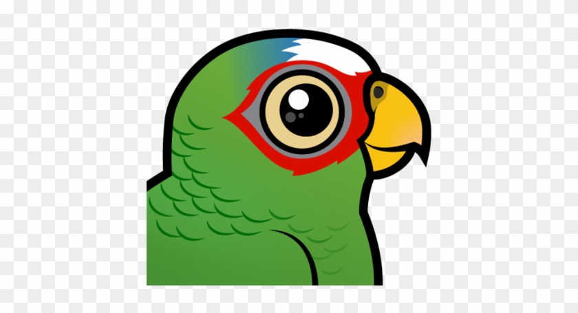 About The White-fronted Parrot - Red Headed Conure Cartoon #263536