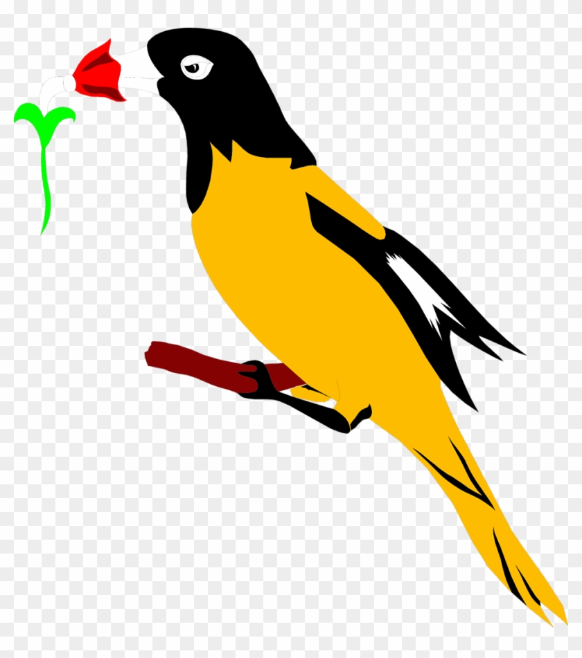 Oriole Bird Clipart - Oriole Bird Clipart #263544