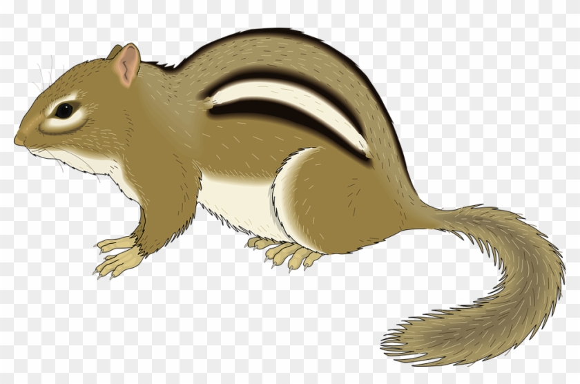 Chipmunk - Chipmunk Clipart #263807